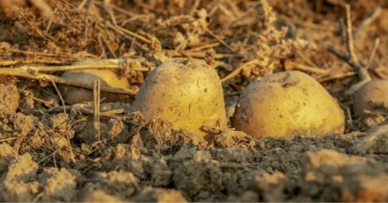  Coltivare patate per una raccolta abbondante: guida pratica in 6 passaggi