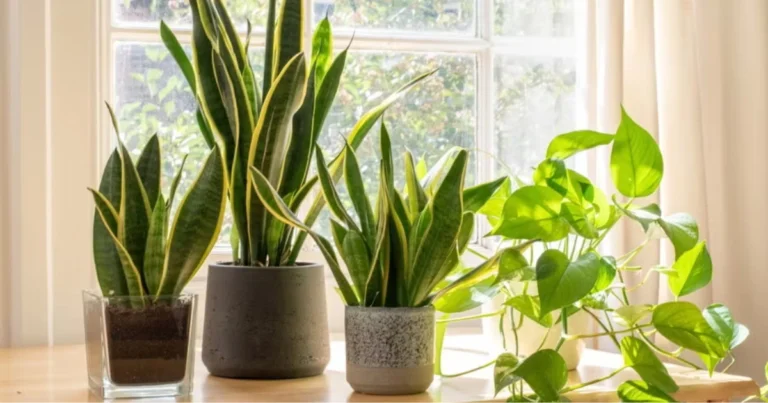 Comprendere il linguaggio delle vostre piante