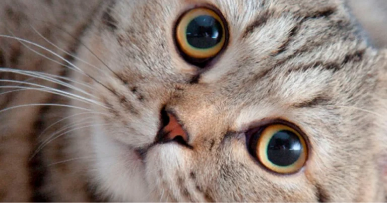 Linguaggio degli occhi del gatto: come interpretare i segnali visivi felini