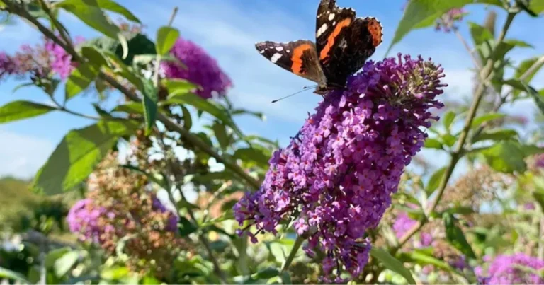 Guida alla progettazione di un giardino per attirare uccelli e farfalle