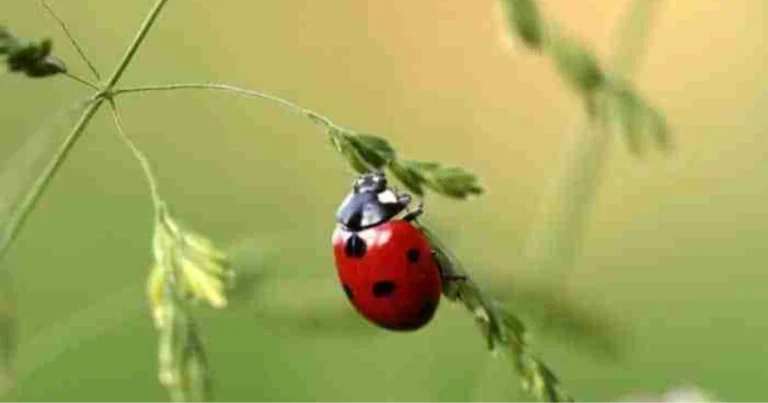 Tipi di coccinelle e il loro ruolo nel giardino: come riconoscerle e perché sono importanti
