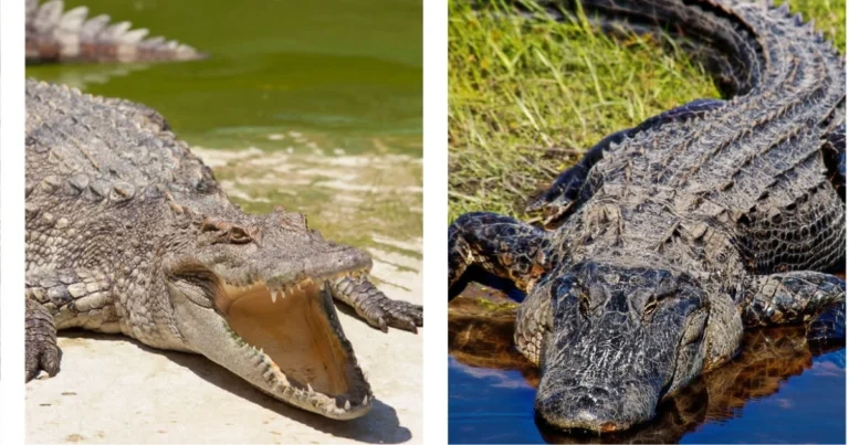 Come distinguere i principali coccodriliani: guida completa al riconoscimento