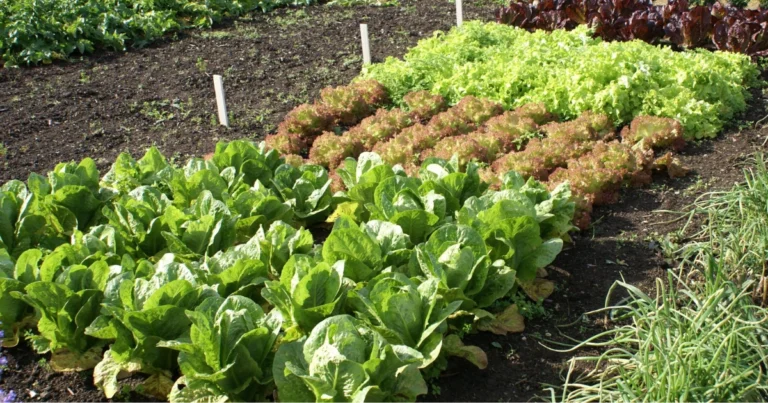 Altezza del canteiro e crescita degli ortaggi: come scegliere la misura giusta per una produzione migliore