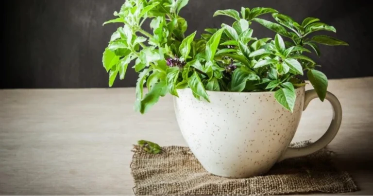 Piante per il benessere del corpo: guida completa ai rimedi naturali per l’equilibrio interno