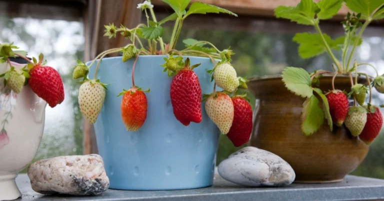 12 Consigli da Esperti per Coltivare Fragole Grandi e Succose a Casa