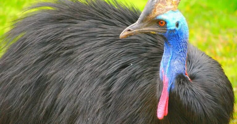 Gli Uccelli Non Volatori: Un Viaggio nel Loro Mondo