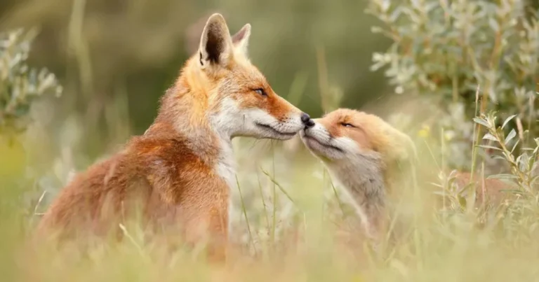 Cosa Fa la Fauna Selvatica in Primavera? Guida Completa ai Comportamenti Stagionali