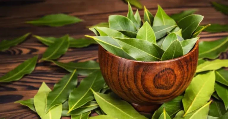 Alloro (Laurus nobilis): Guida Completa alla Coltivazione e Cura