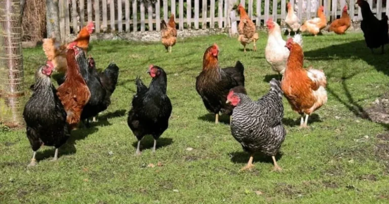 Idee Economiche per un Pollaio: Soluzioni Low Cost per le Tue Galline
