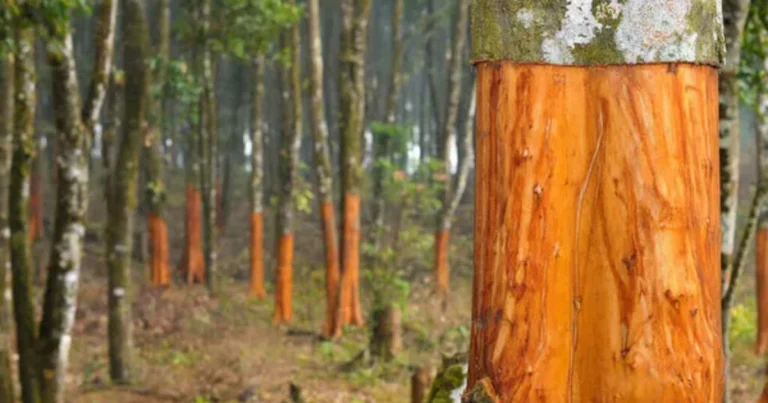 Come Coltivare l’Albero della Cannella: Guida Completa alla Crescita e Raccolta
