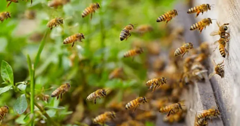 L’importanza delle Api per l’Uomo, il Pianeta e la Sicurezza Alimentare