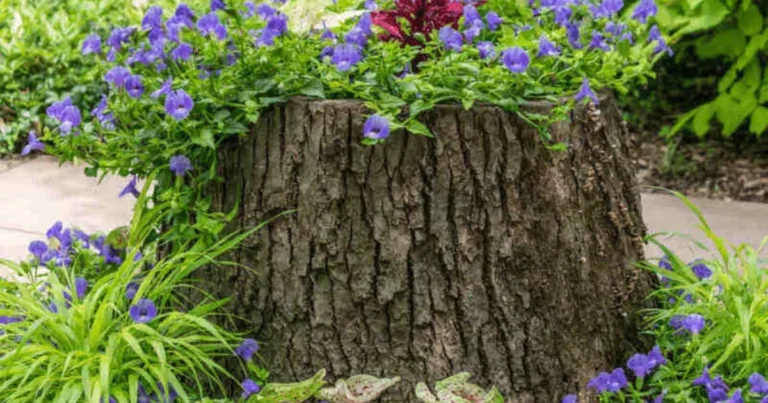 Come Riutilizzare un Ceppo d’Albero: 10 Idee Creative per Trasformarlo in un Punto Focale del Giardino