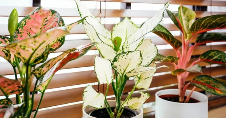 30 Piante da Interno Resistenti che Vivono Bene Anche con Poca Luce