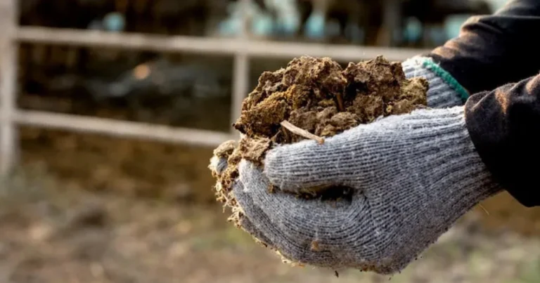 7 Tipi di Letame da Usare nel Giardino