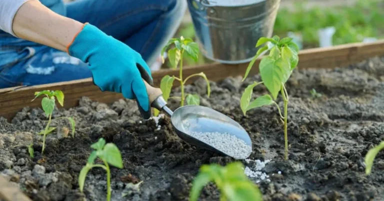 Gli Errori Comuni dei Giardinieri Principianti e Come Evitarli