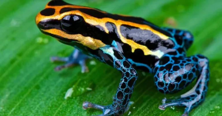 10 animali velenosi più sorprendenti del mondo