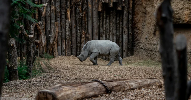 Rinoceronte bianco settentrionale: storia, habitat e perché è sull’orlo dell’estinzione