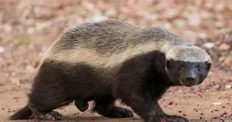 Tassi animali: 12 specie diverse, caratteristiche e curiosità sorprendenti