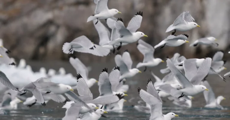 Uccelli dell’Artico: 29 specie straordinarie tra mare e tundra