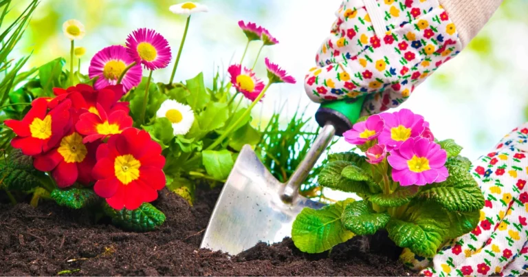 Fiori da piantare a marzo per un giardino colorato e rigoglioso