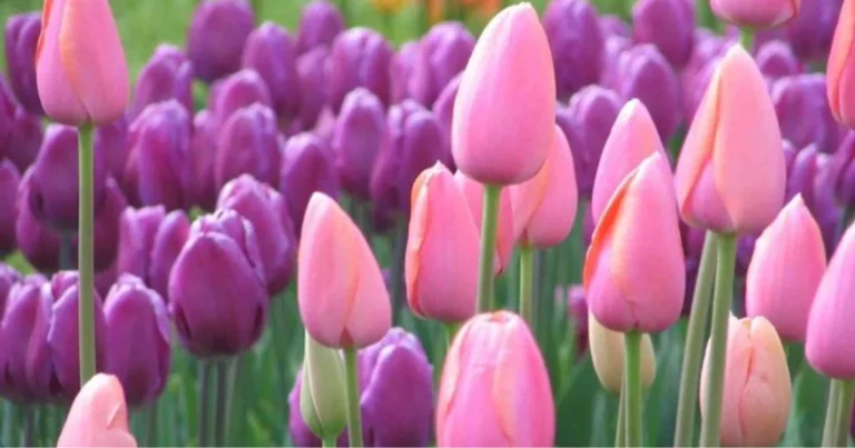 Bulbi che si naturalizzano: 9 fiori che tornano ogni anno senza essere ripiantati