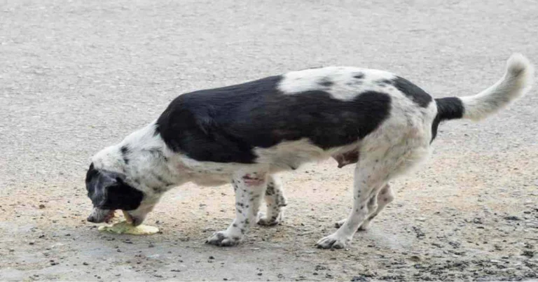 Colore del vomito nel cane: come interpretarlo e quando chiamare il veterinario