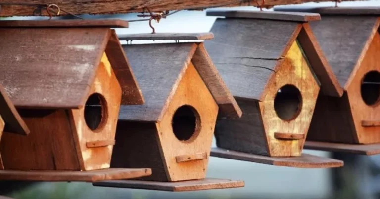 Diametro del foro nelle cassette nido: come scegliere la misura giusta per aiutare gli uccelli del giardino