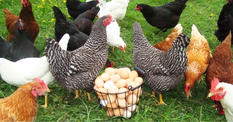 Come riconoscere una gallina ovaiola produttiva prima dell’acquisto