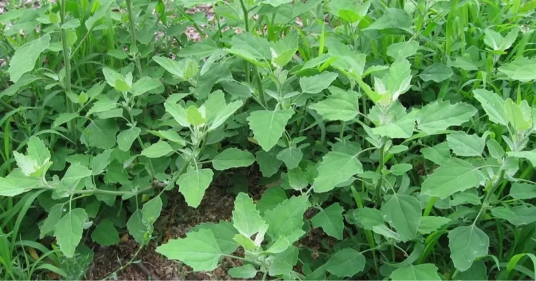 12 “erbacce utili” nell’orto: piante spontanee che migliorano il terreno