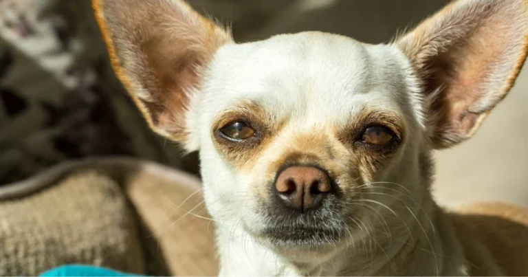 I nomi dei piccoli degli animali: guida semplice per conoscerli e riconoscerli