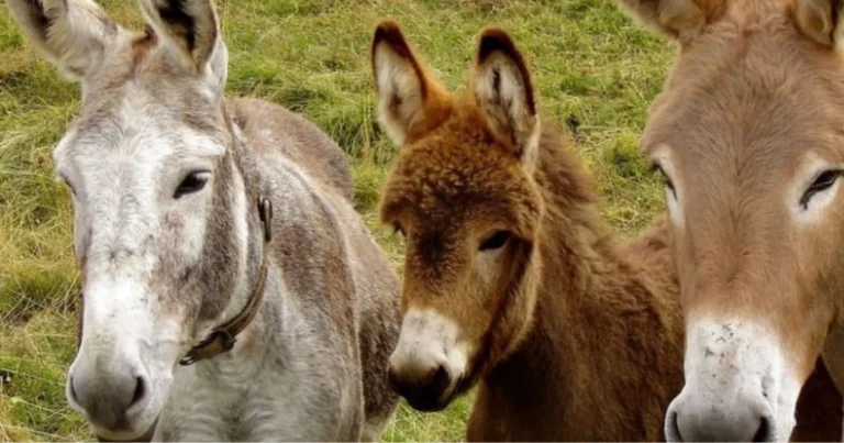 Gli asini come guardiani naturali del bestiame negli allevamenti