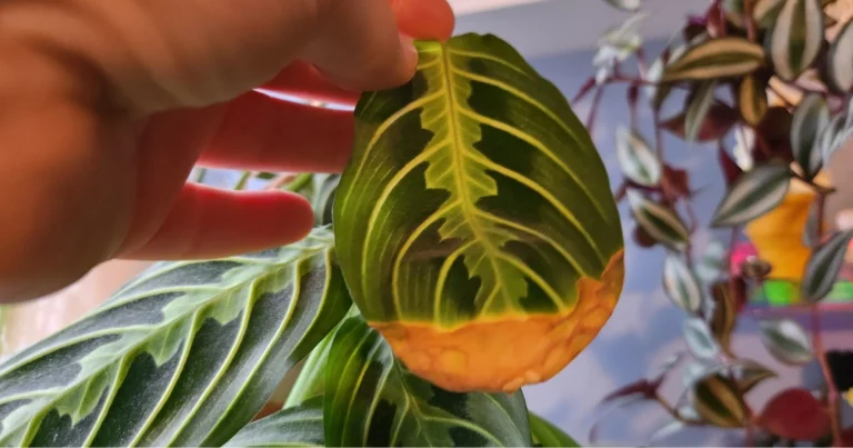 Segnali visibili sulle foglie delle piante e il loro significato