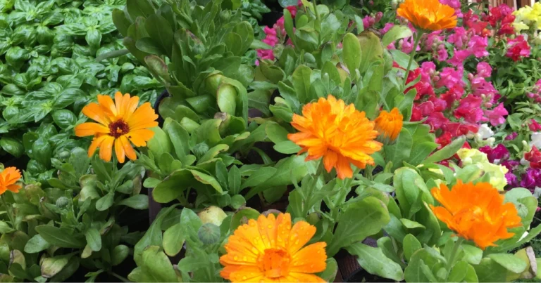 Piante repellenti per zanzare: protezione naturale per terrazzi e giardini