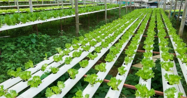 Coltivazione verticale nell’orto: come risparmiare spazio e aumentare la produttività