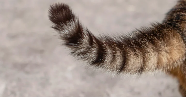 Il linguaggio della coda del gatto: come interpretare i suoi segnali