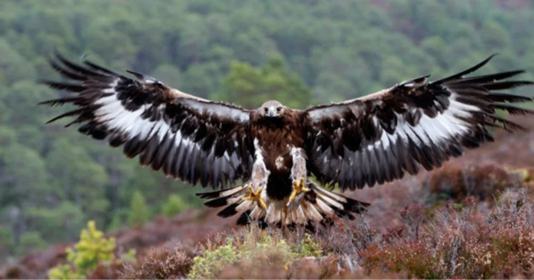 Specie di aquile nel mondo: le più impressionanti e dove vivono