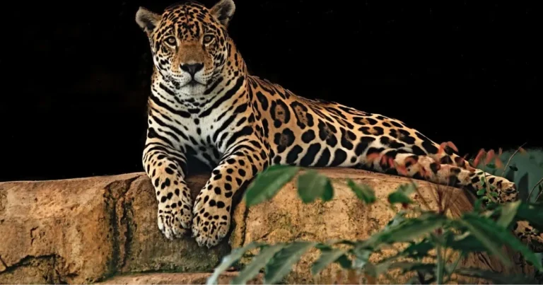 I grandi felini del mondo: caratteristiche, habitat e specie più affascinanti