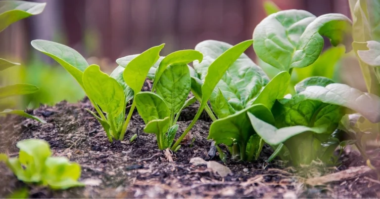 Coltivare ortaggi in secchi: 9 colture facili da produrre tutto l’anno