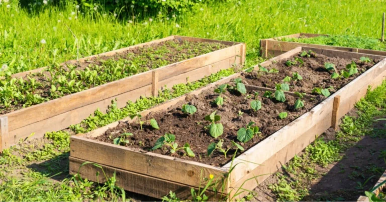Riempire un orto rialzato gratis: metodo naturale ed efficace