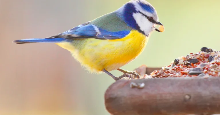 Come nutrire correttamente gli uccelli del giardino