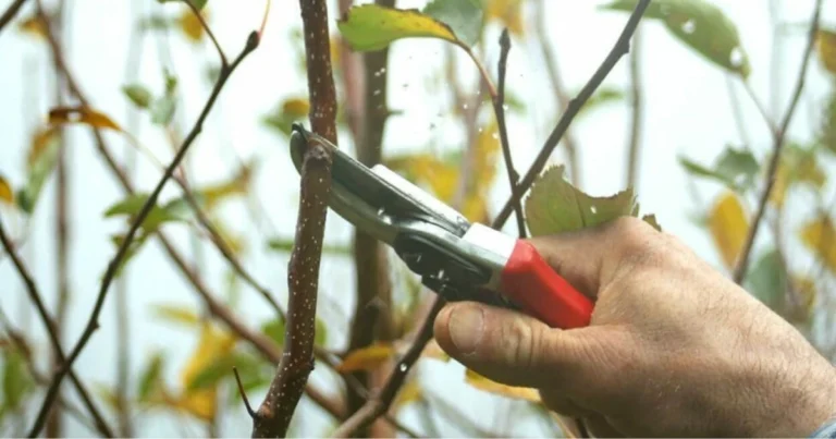 Colture da potare per aumentare la produzione: guida pratica ed efficace