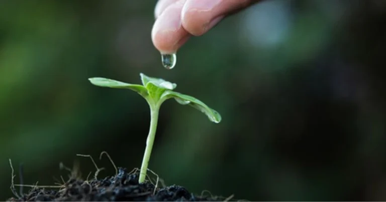 Come interpretare il linguaggio delle piante: guida pratica per riconoscere i segnali di salute