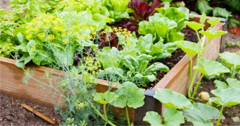 Coltivare ortaggi in cestini sospesi: guida completa per piccoli spazi