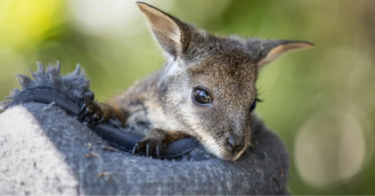 Durata gestazione animali domestici: guida completa per allevatori e appassionati