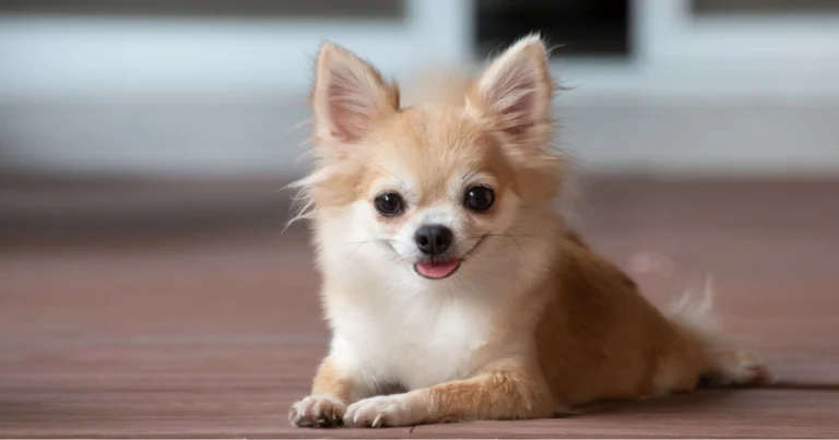 Piccole razze di cani: guida completa per scegliere il compagno ideale