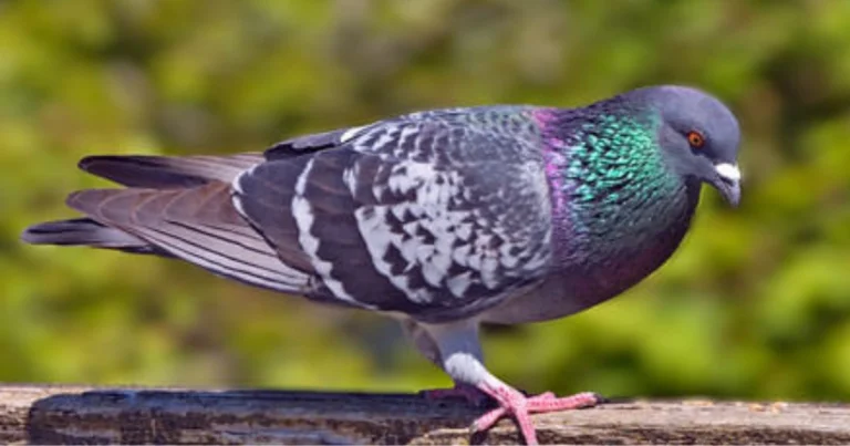 Il piccione: caratteristiche sorprendenti e curiosità su un uccello sottovalutato