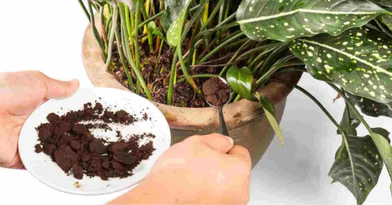 Piante che amano i fondi di caffè: guida completa per un uso efficace in giardino