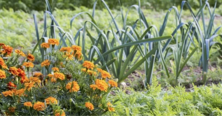 Fiori utili contro i parassiti dell’orto: bellezza e protezione naturale