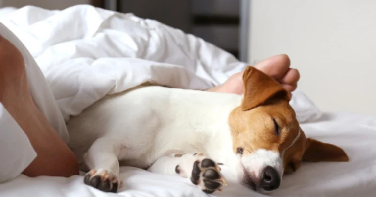 Cosa rivela la posizione di sonno del cane sul suo benessere