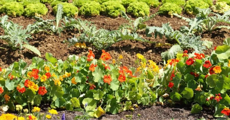 Fiori utili nell’orto: combinazioni naturali per difendere le colture e migliorare l’impollinazione